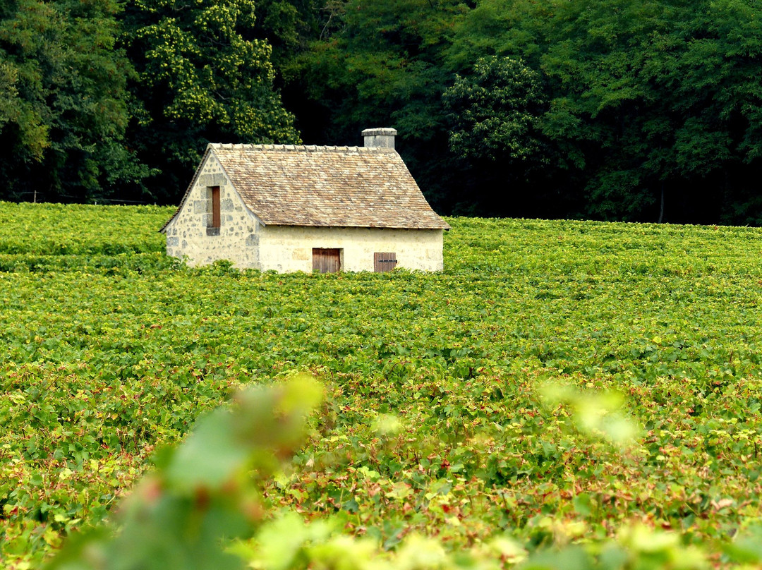 Cave des Vins de Bourgueil景点图片