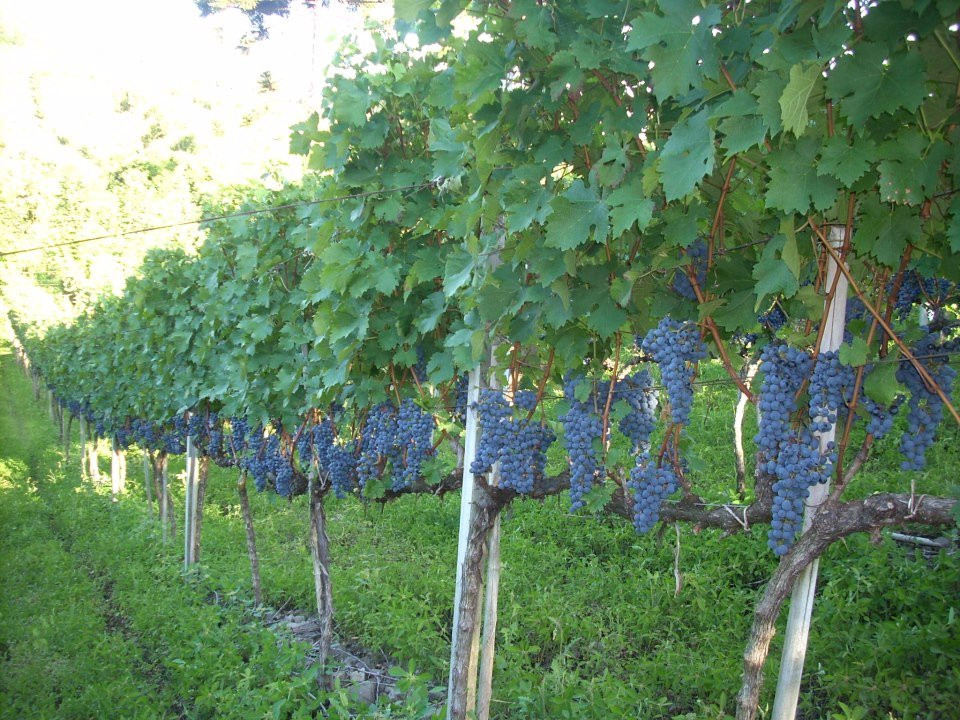 Vaccaro - Vinhos e Espumantes-Garibaldi必去景点