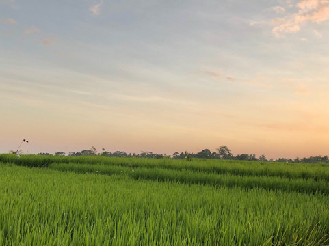 Rukmana Bali Tour-乌布必去景点