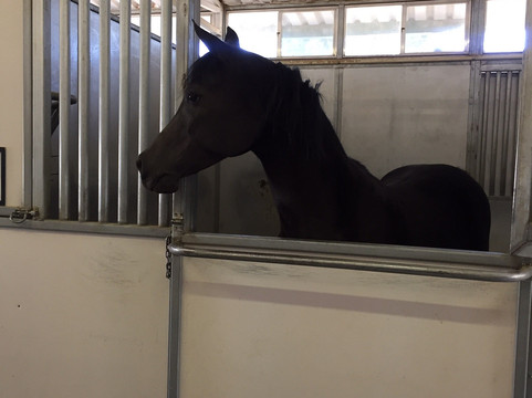 韦恩牛顿豪宅博物馆-拉斯维加斯必去景点