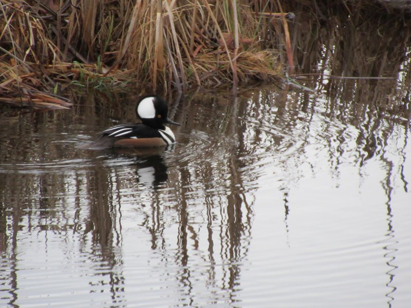 Buttertubs Marsh Park景点图片