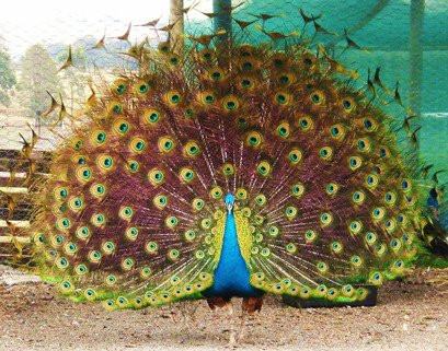 Herbicos Lavender Farm-Thirlmere必去景点