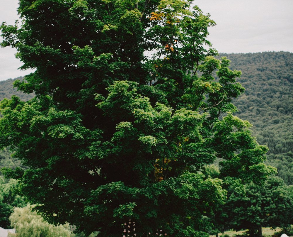 Stone Tavern Farm主图