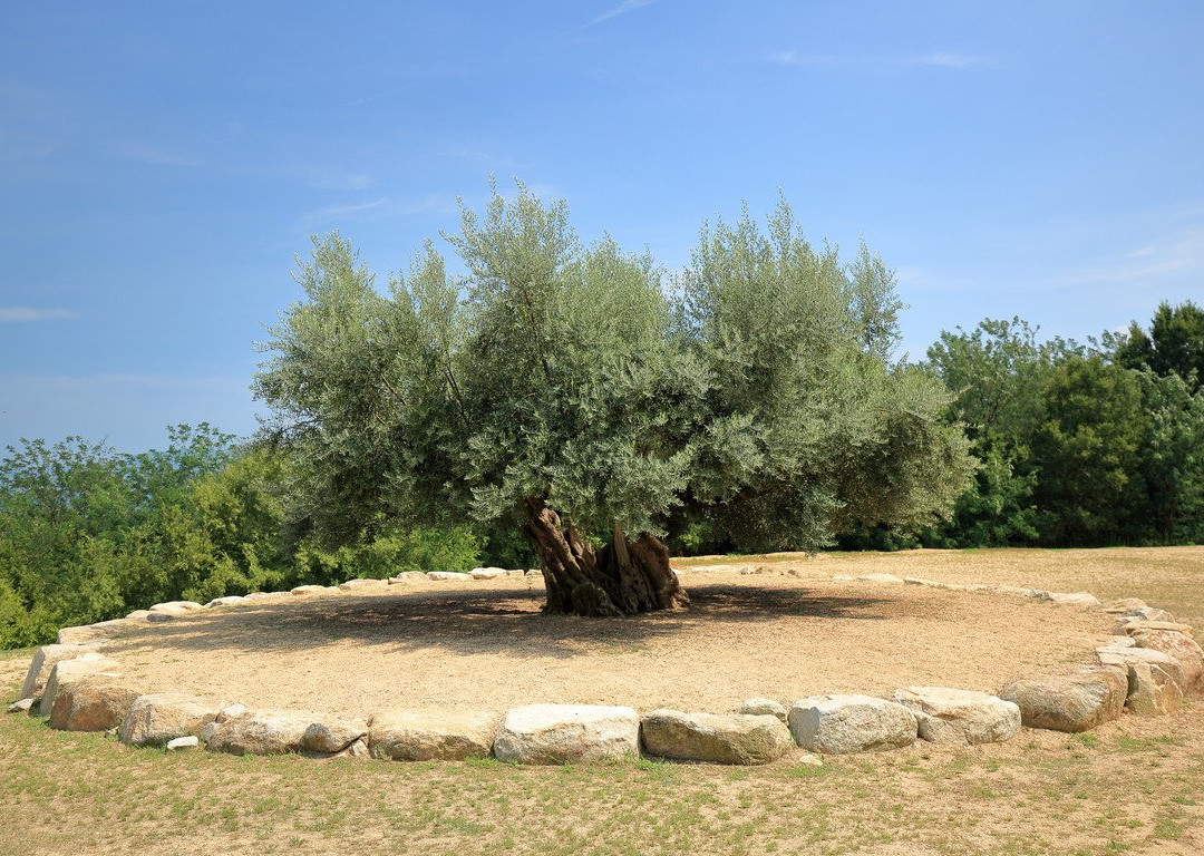 1000 Years Olive Tree景点图片