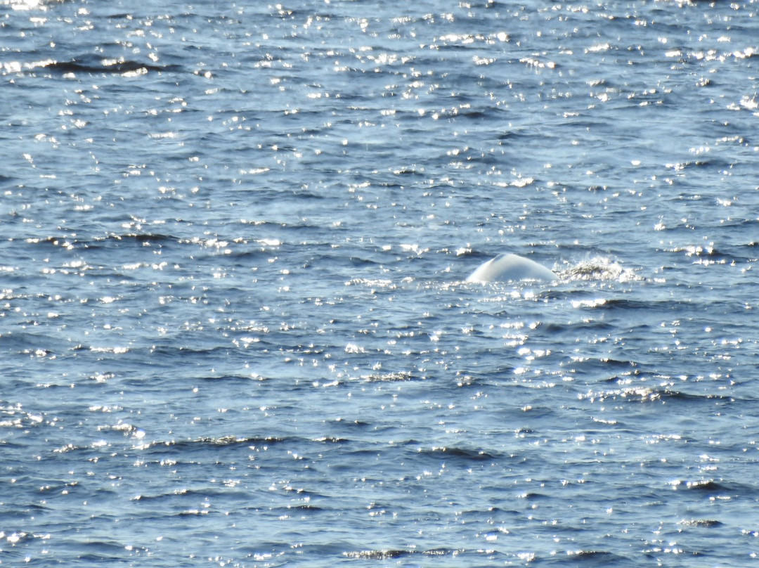 Baie Sainte-Marguerite-Sacré-Coeur-Saguenay必去景点