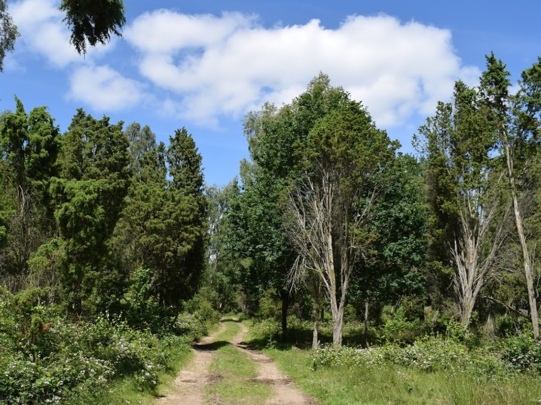 Eneskogen