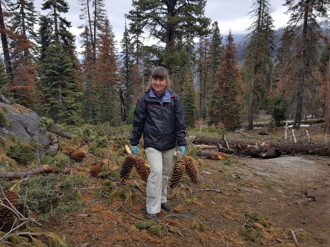Buena Vista Peak Trail-红杉&国王峡谷国家公园必去景点