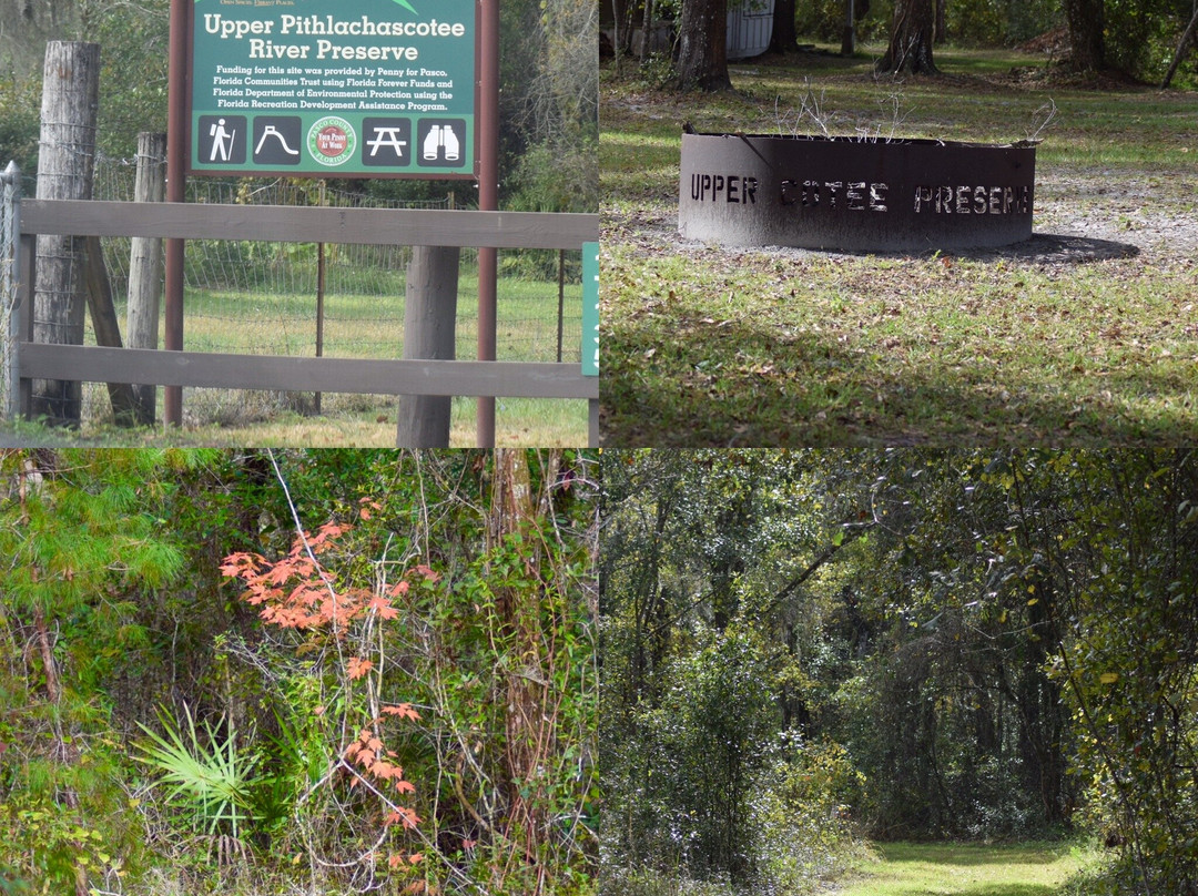 Upper Pithlachascotee River Preserve景点图片