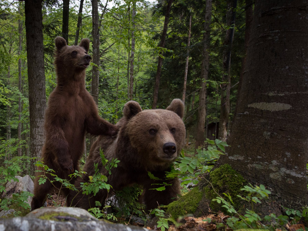 Slovenian Bears景点图片