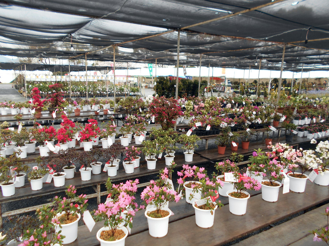 Kurume Azalea Festival景点图片