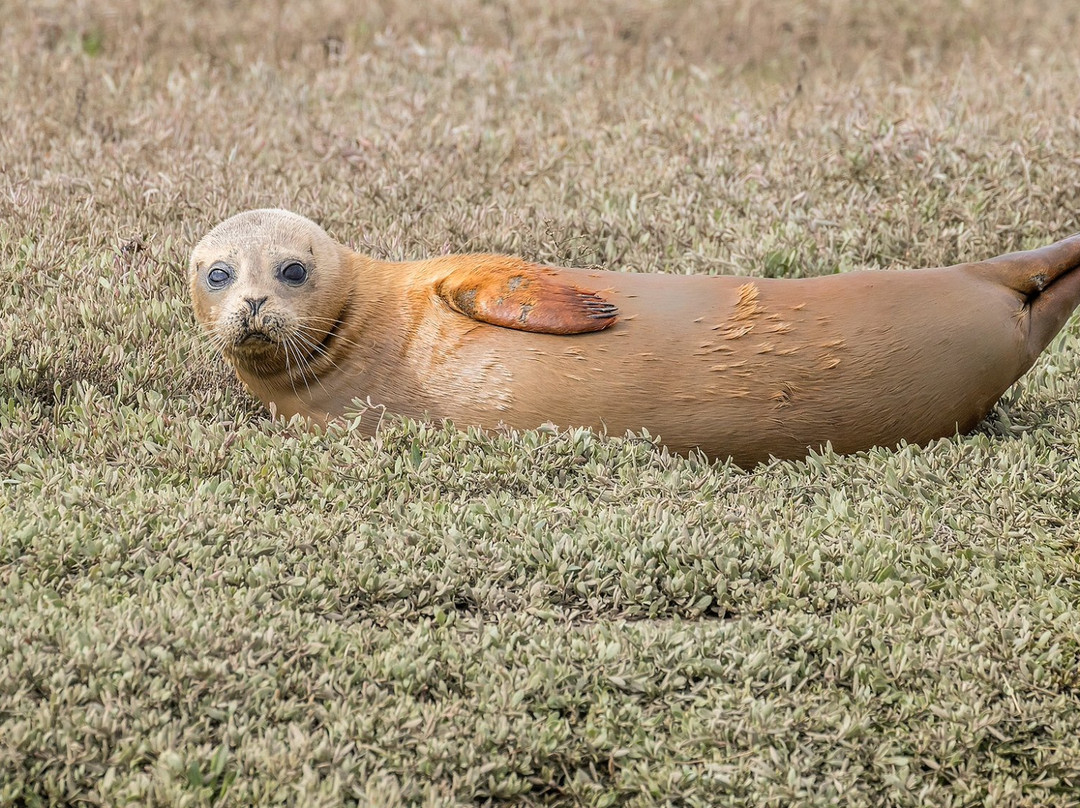 Discovery Seal Trips景点图片