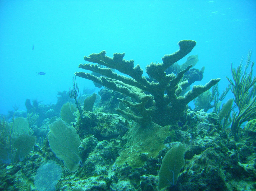 Elkhorn Forest-Cayman Brac必去景点