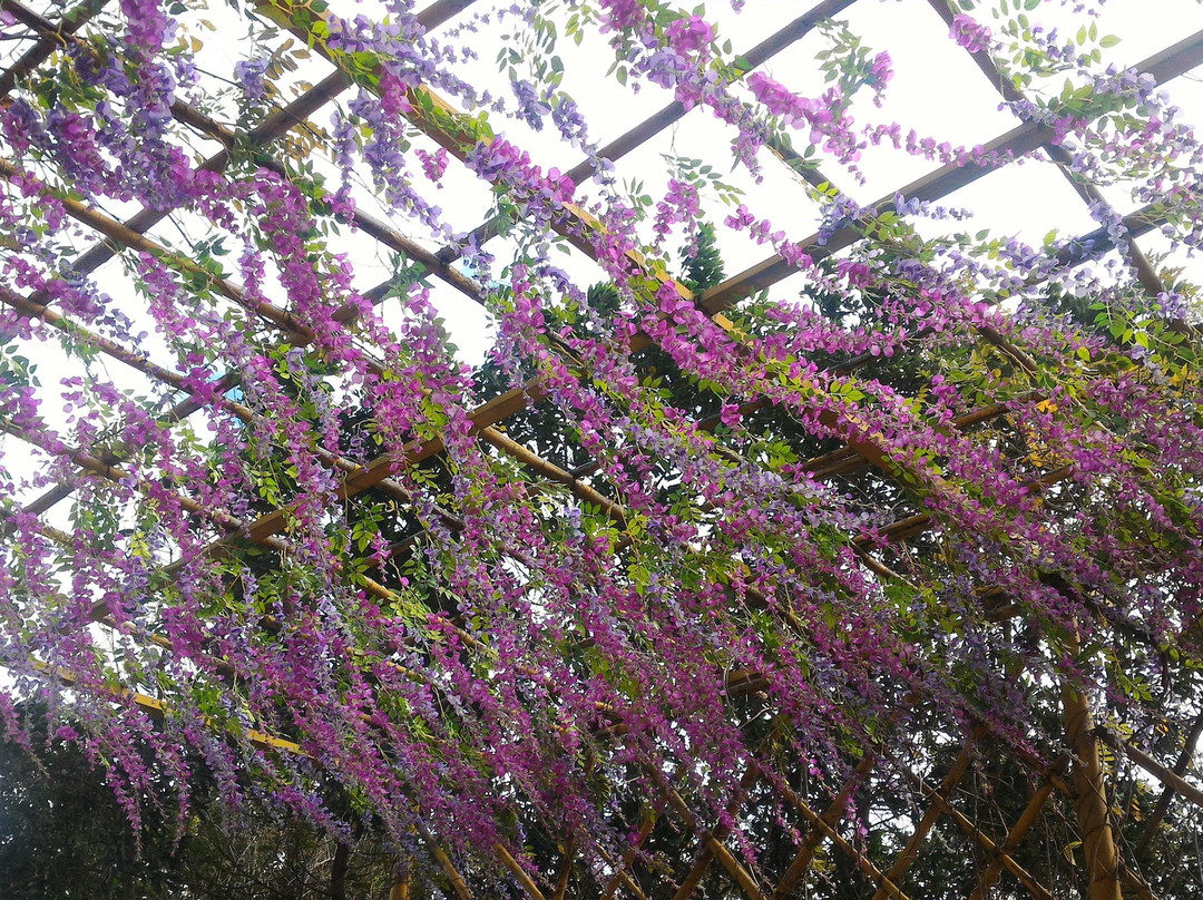 天适樱花悠乐园-从化市必去景点