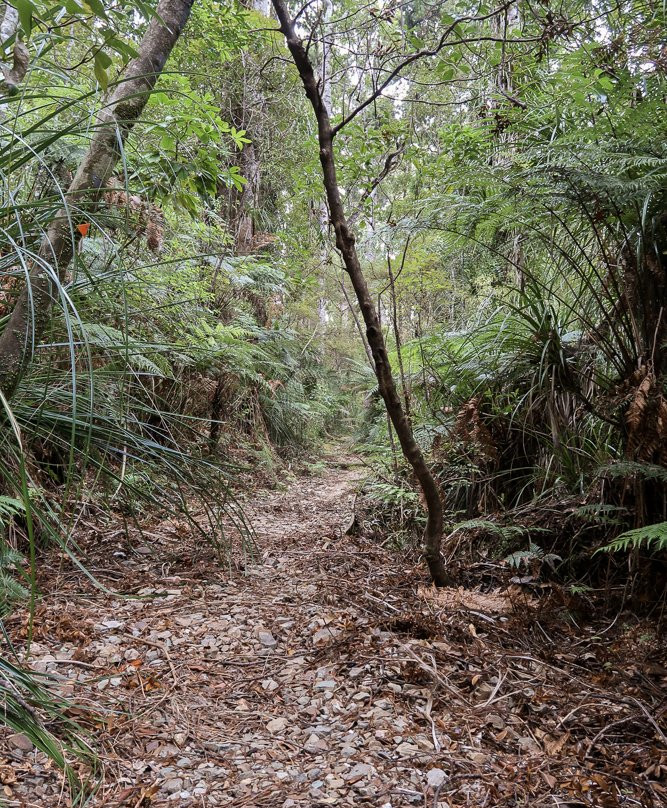 Omahuta Kauri Sanctuary-Mangamuka必去景点