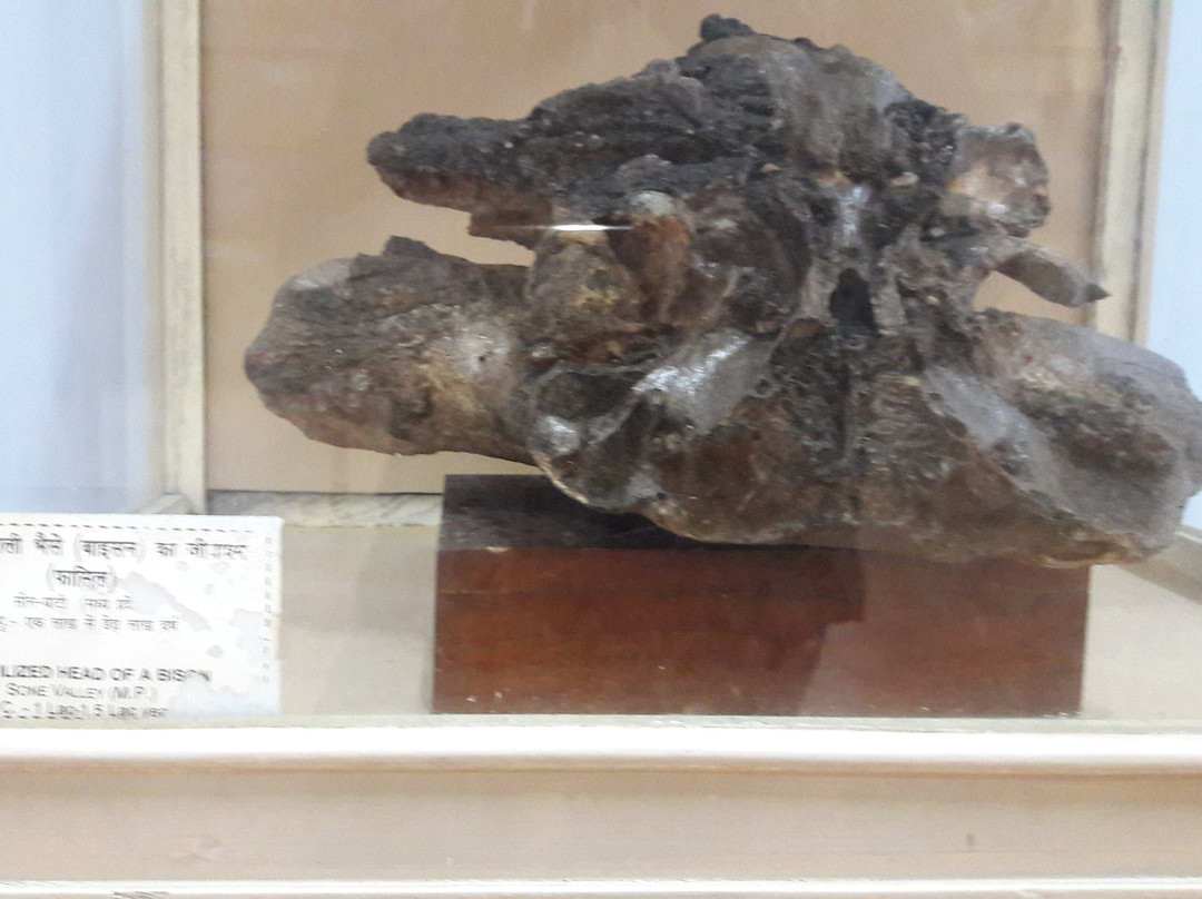 Allahabad Museum景点图片