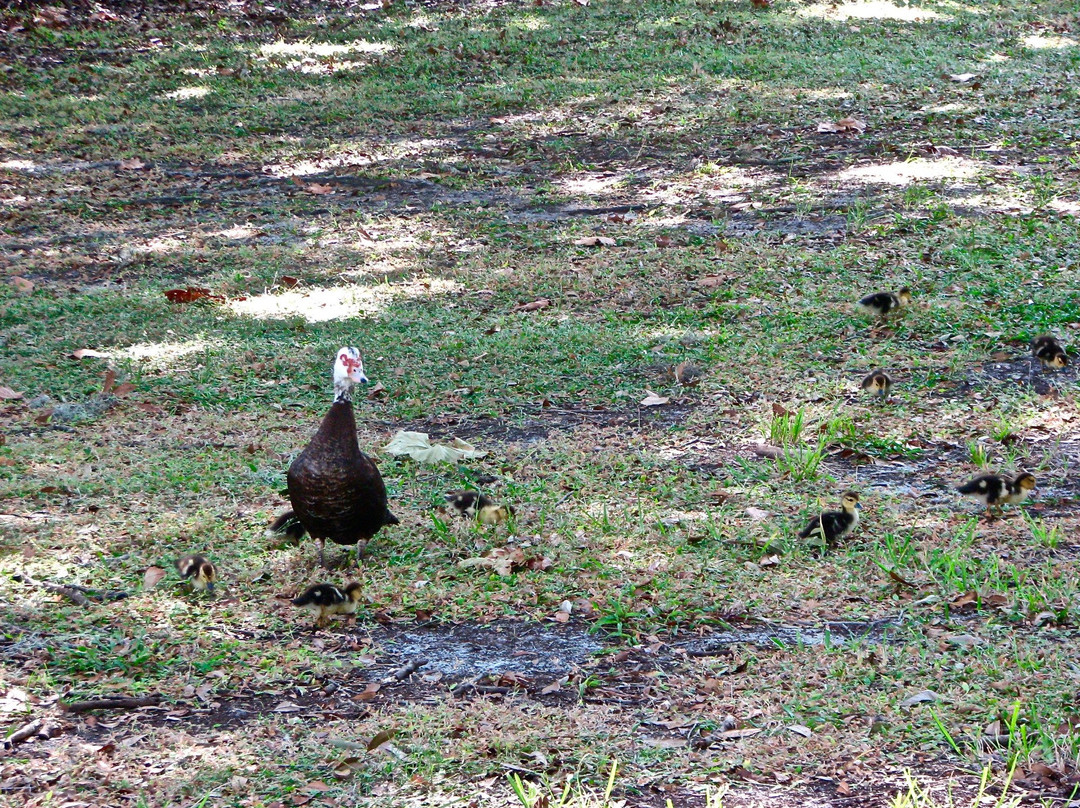 Doggie Days Dog Park-克利尔沃特必去景点