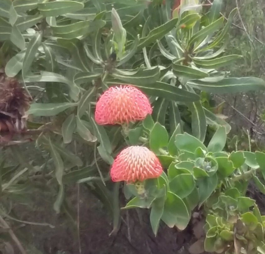 Van Stadens Wildflower Reserve-伊丽莎白港必去景点