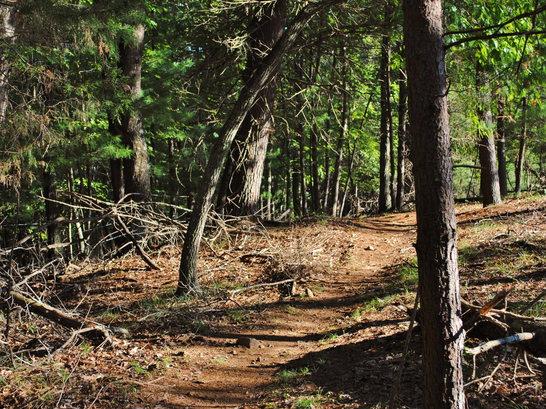Mountain Laurel Trails景点图片
