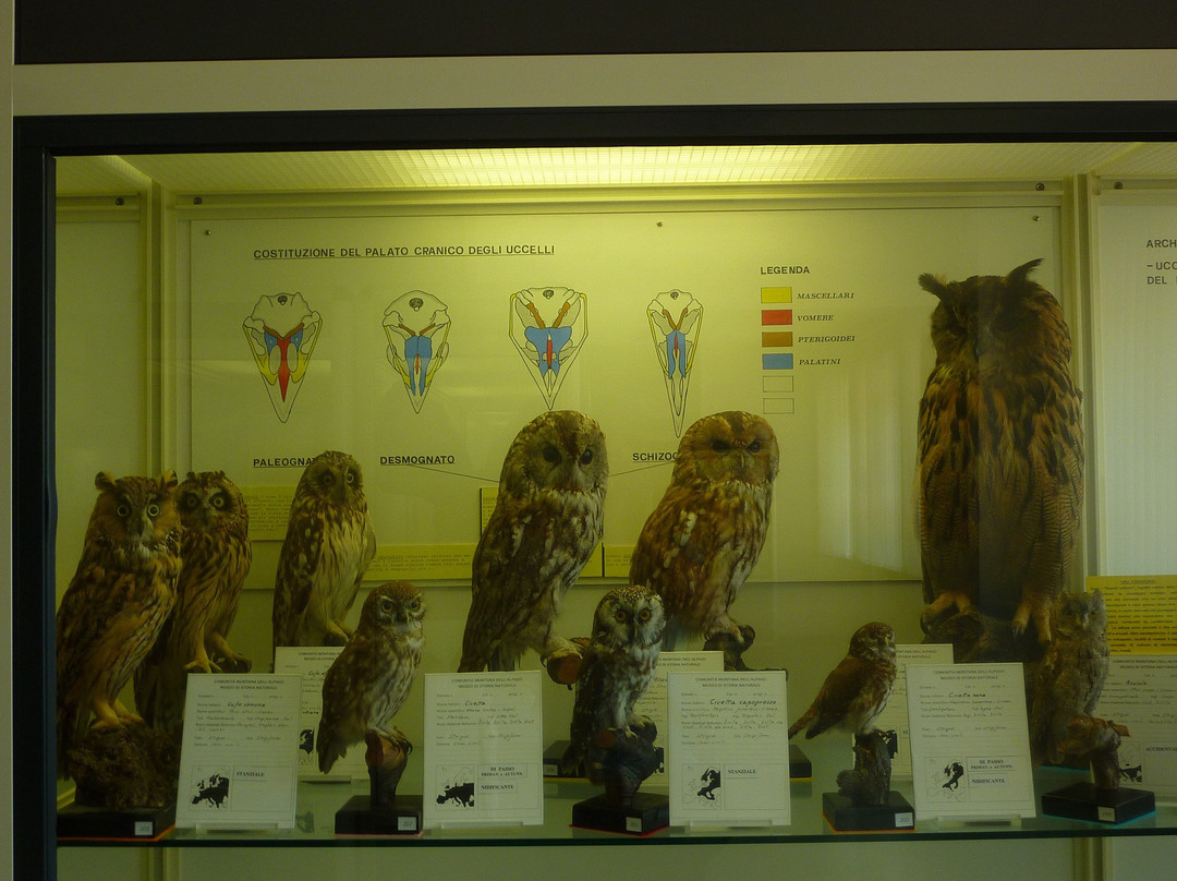 Museo di Storia Naturale-Chies d'Alpago必去景点