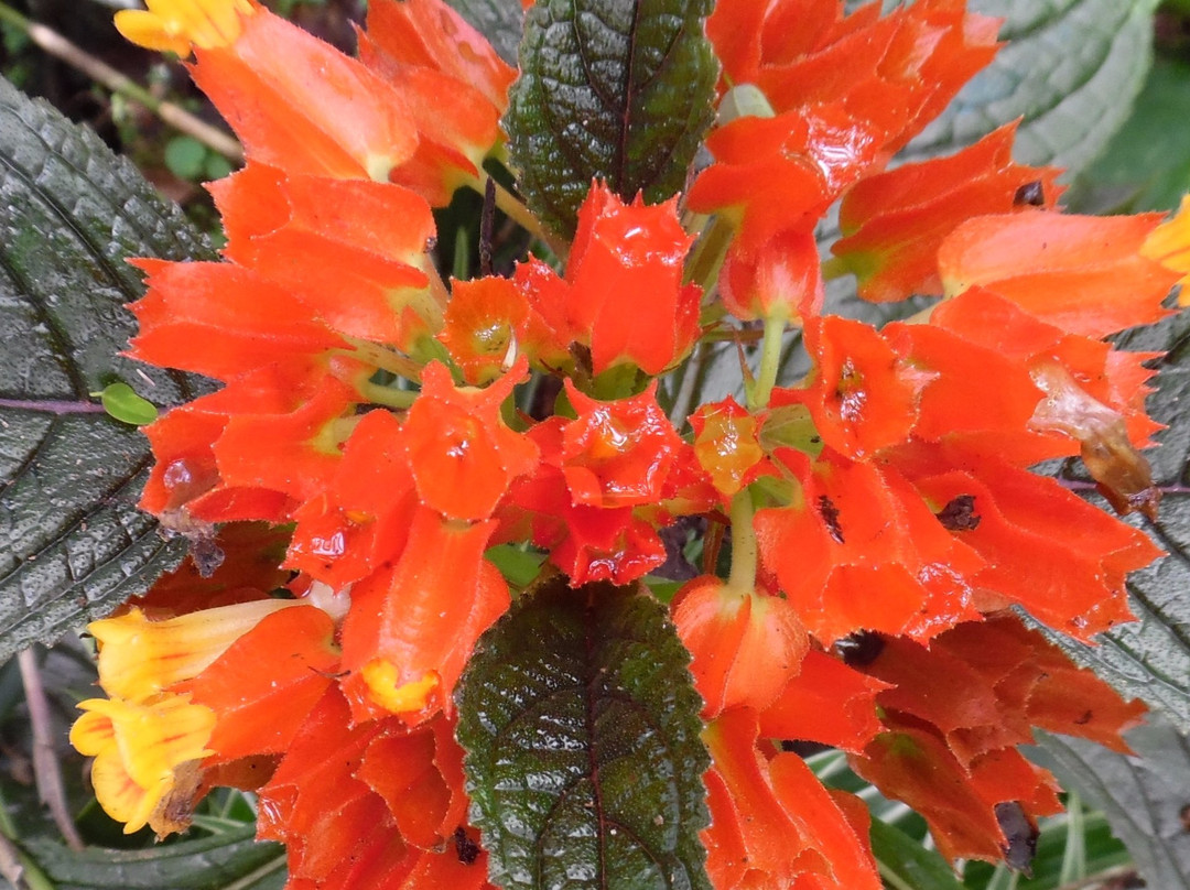 Aprovaca (The Orchid Nursery & Conservation Center)景点图片