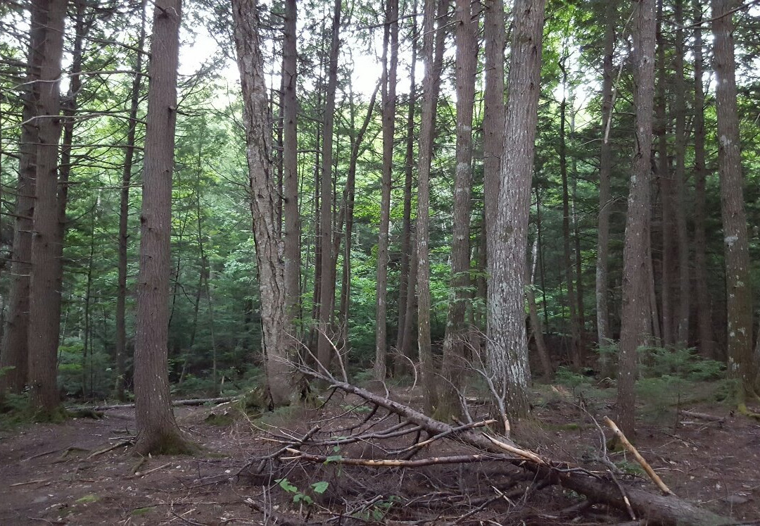 Odell Park-弗雷德里克顿必去景点
