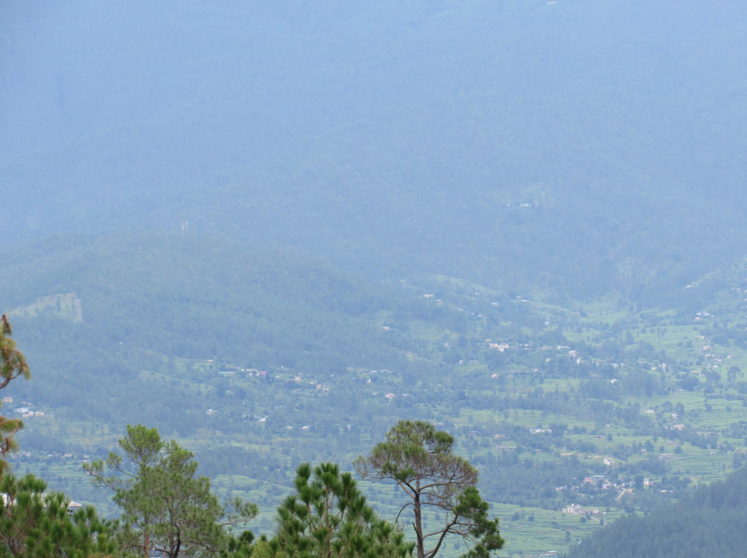 Kasauni Tea Estate景点图片