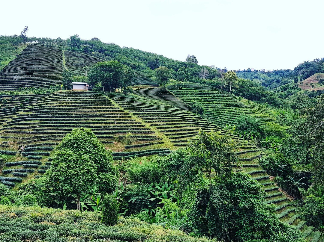 Tea Plantations-美斯乐必去景点