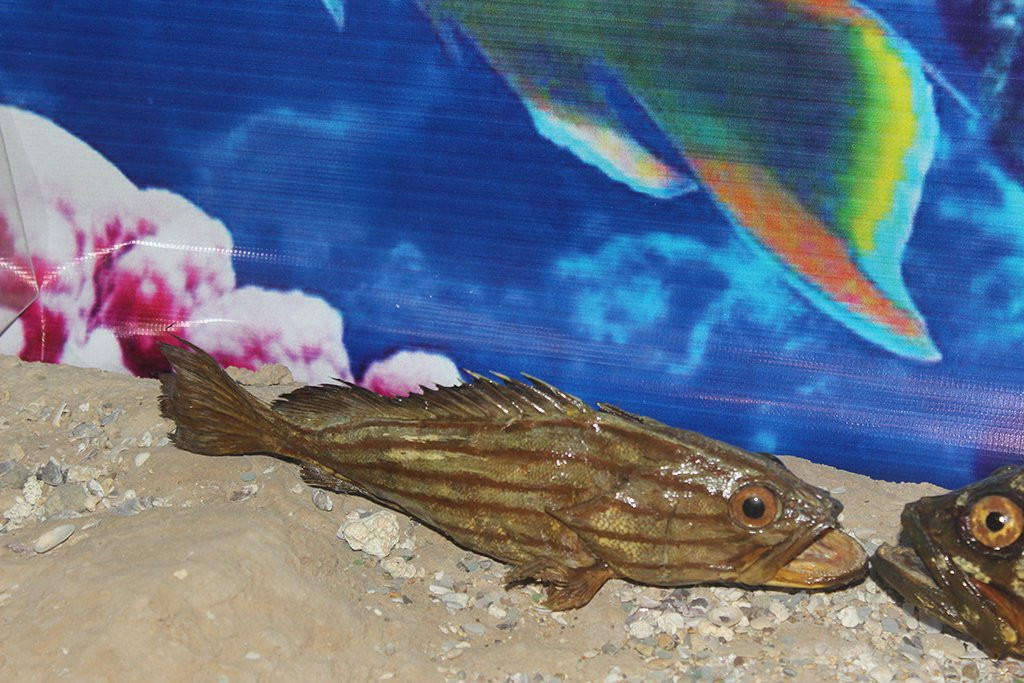 Lebanese Marine and Wildlife Museum景点图片