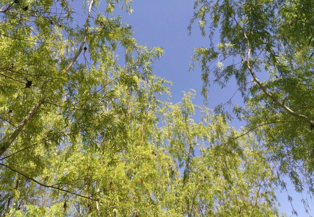 安宁植物园景点图片