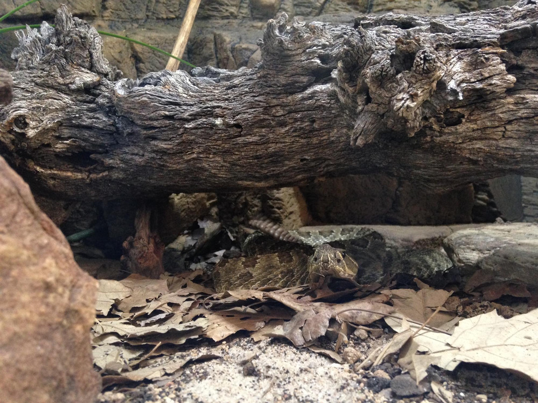 Wildlife Discovery Center-Lake Forest必去景点