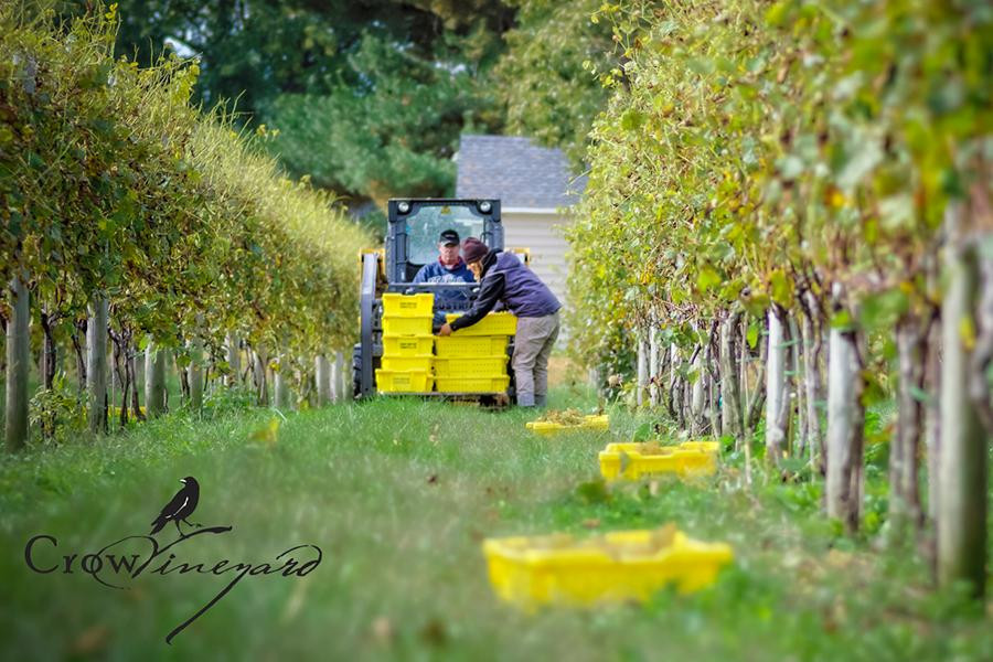 Crow Farmstay B&B主图