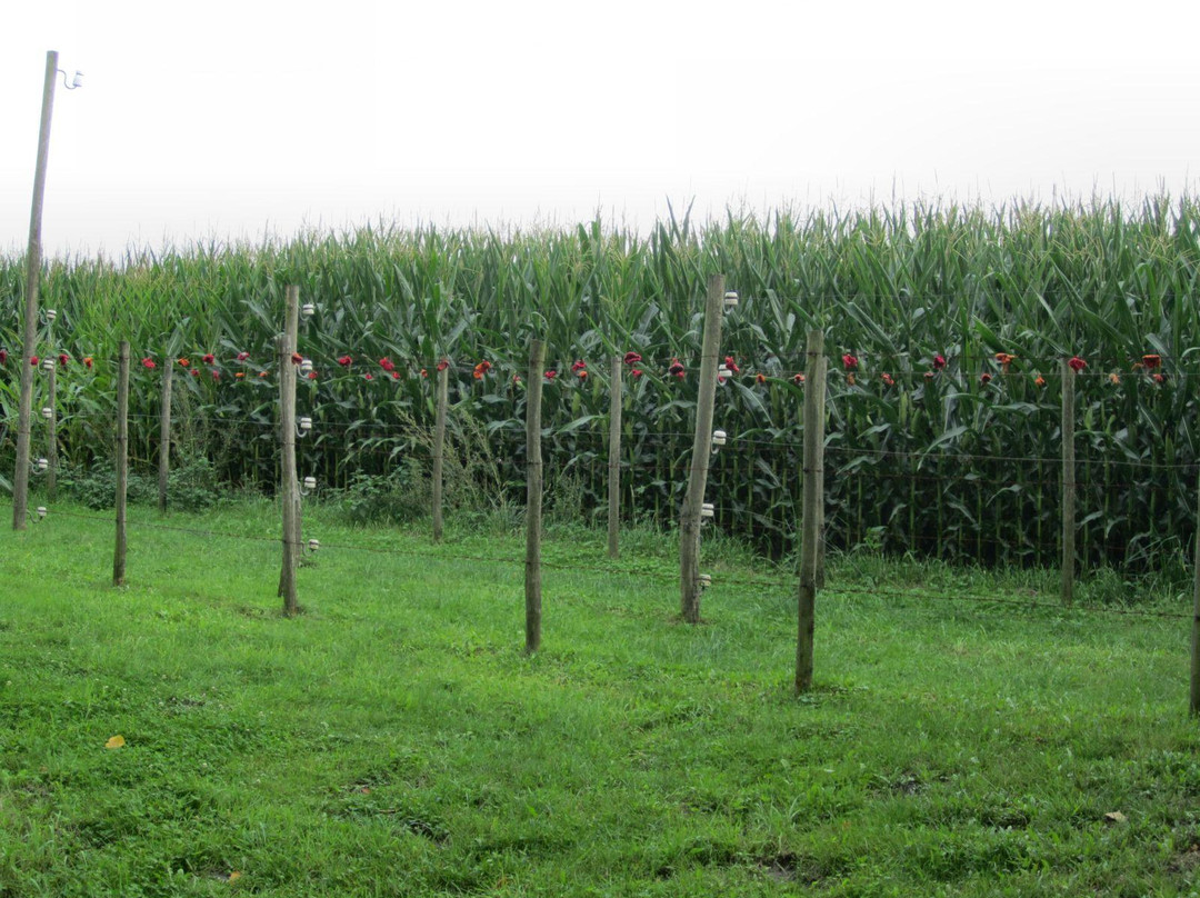 Dodendraad-Baarle-Hertog必去景点