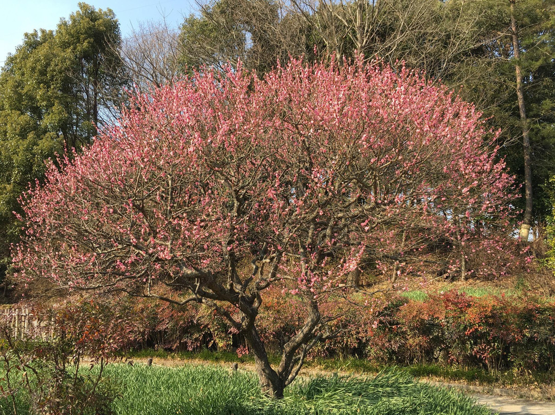 富田林市旅游景点-Nishikori Park