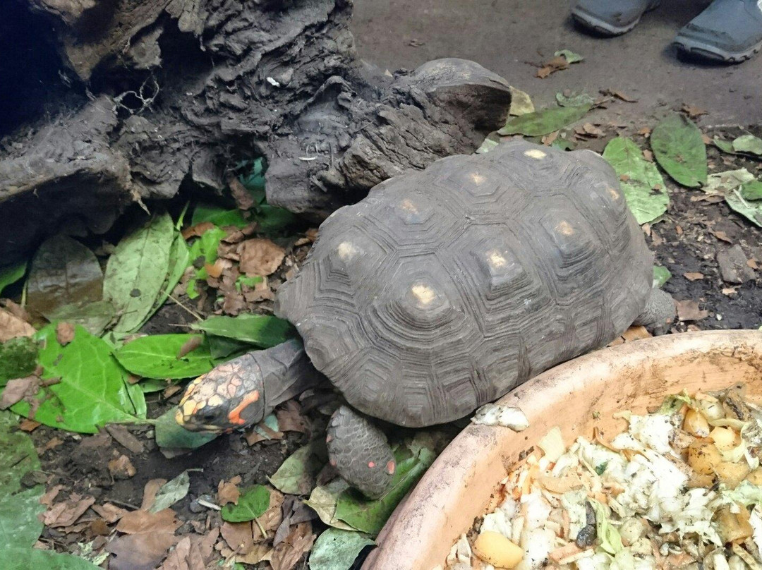 The National Reptile Zoo-Gowran必去景点