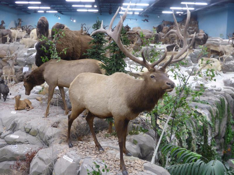 Rosenbruch World Wildlife Museum-圣乔治必去景点