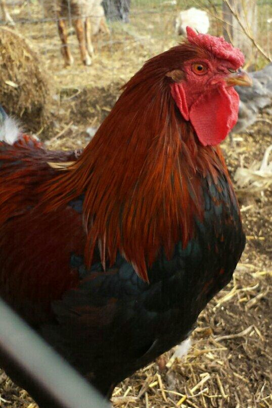 丛林农场-红鹿市必去景点