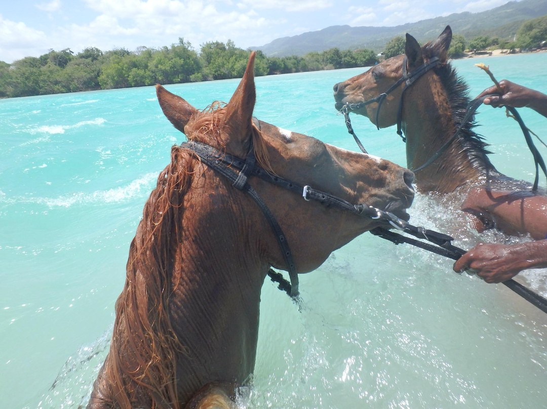 JusTours Jamaica - Horseback Ride 'n' Swim Tour-Lucea必去景点