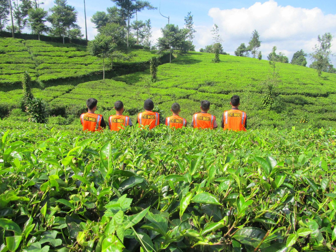 Tanjung Sari Tea Garden景点图片