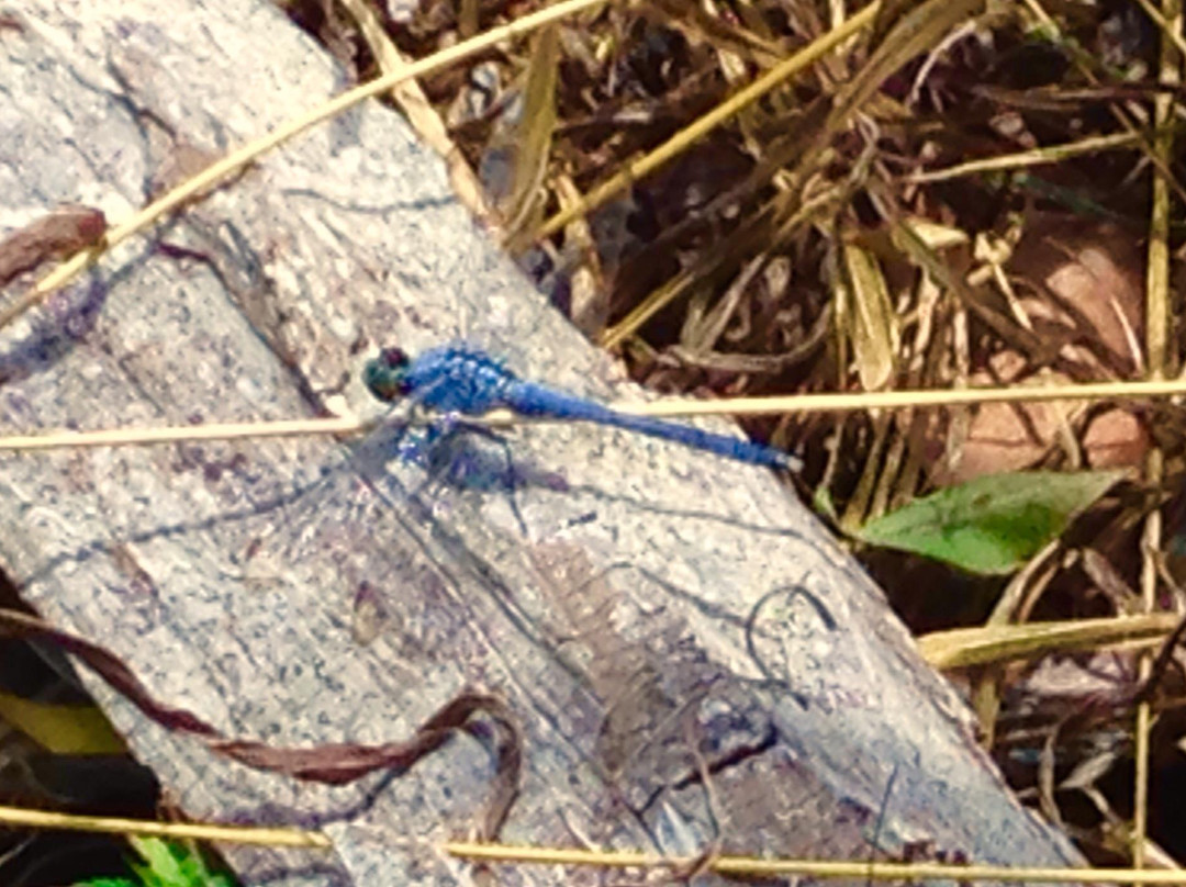 Limestone Creek Natural Area-朱庇特必去景点