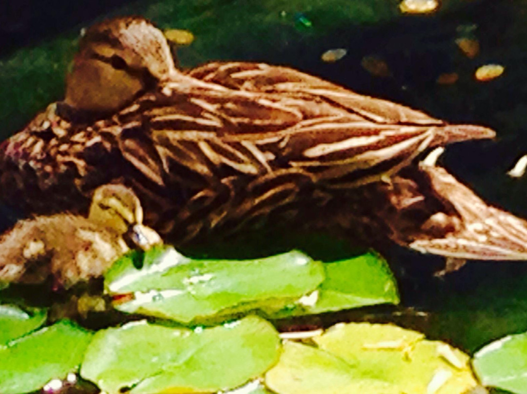 Burt Reynolds Park-朱庇特必去景点