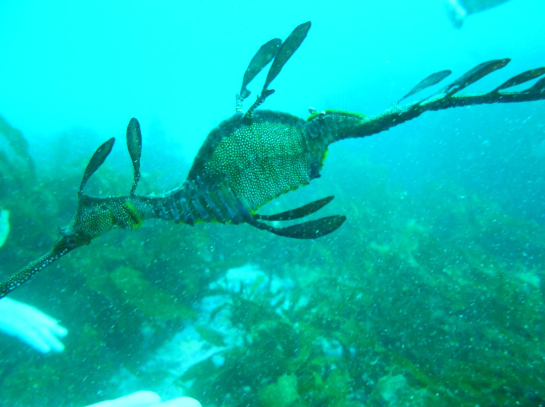 Bicheno Dive Centre景点图片