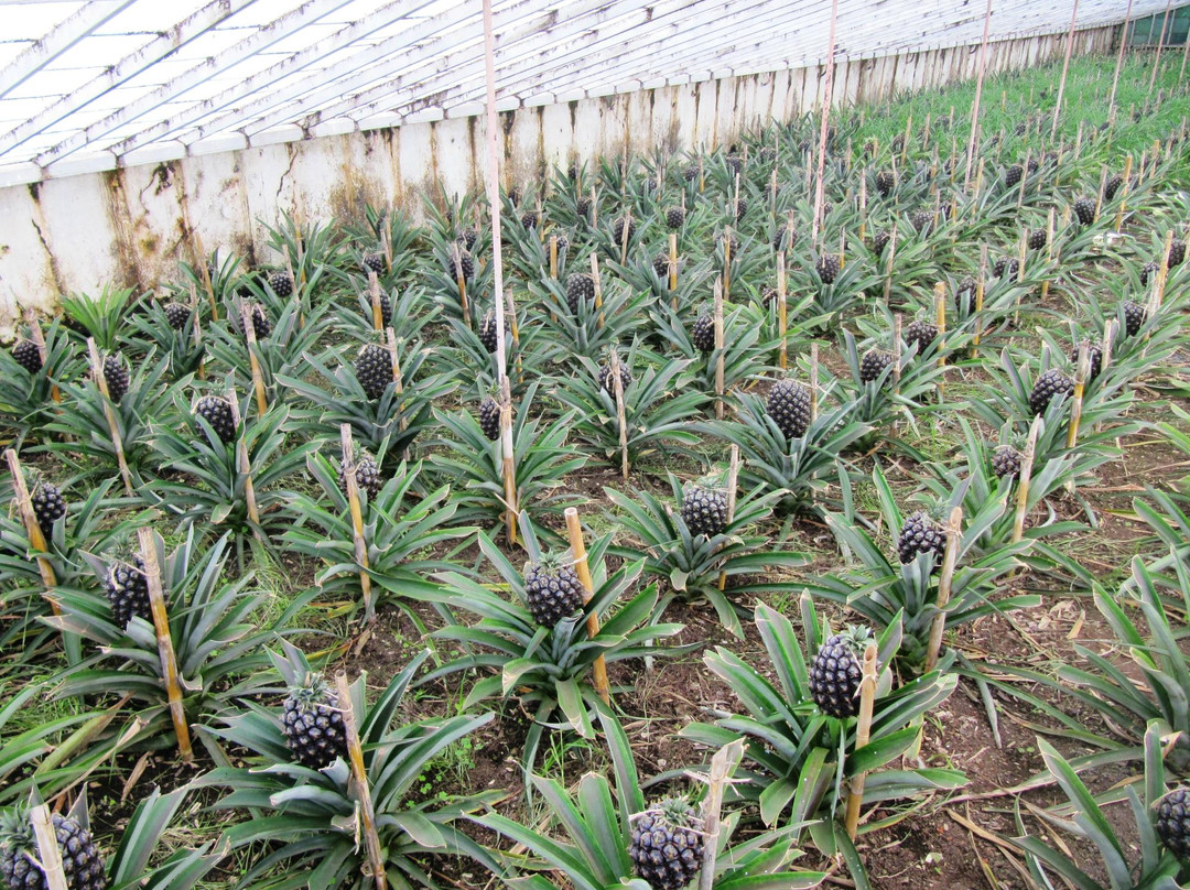 Arruda Pineapple Plantation-蓬塔德尔加达必去景点