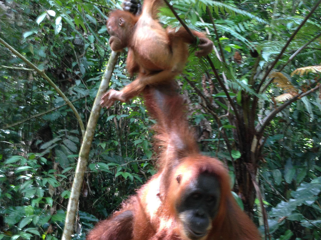 Leuser Jungle Adventure - Private Day Tour景点图片