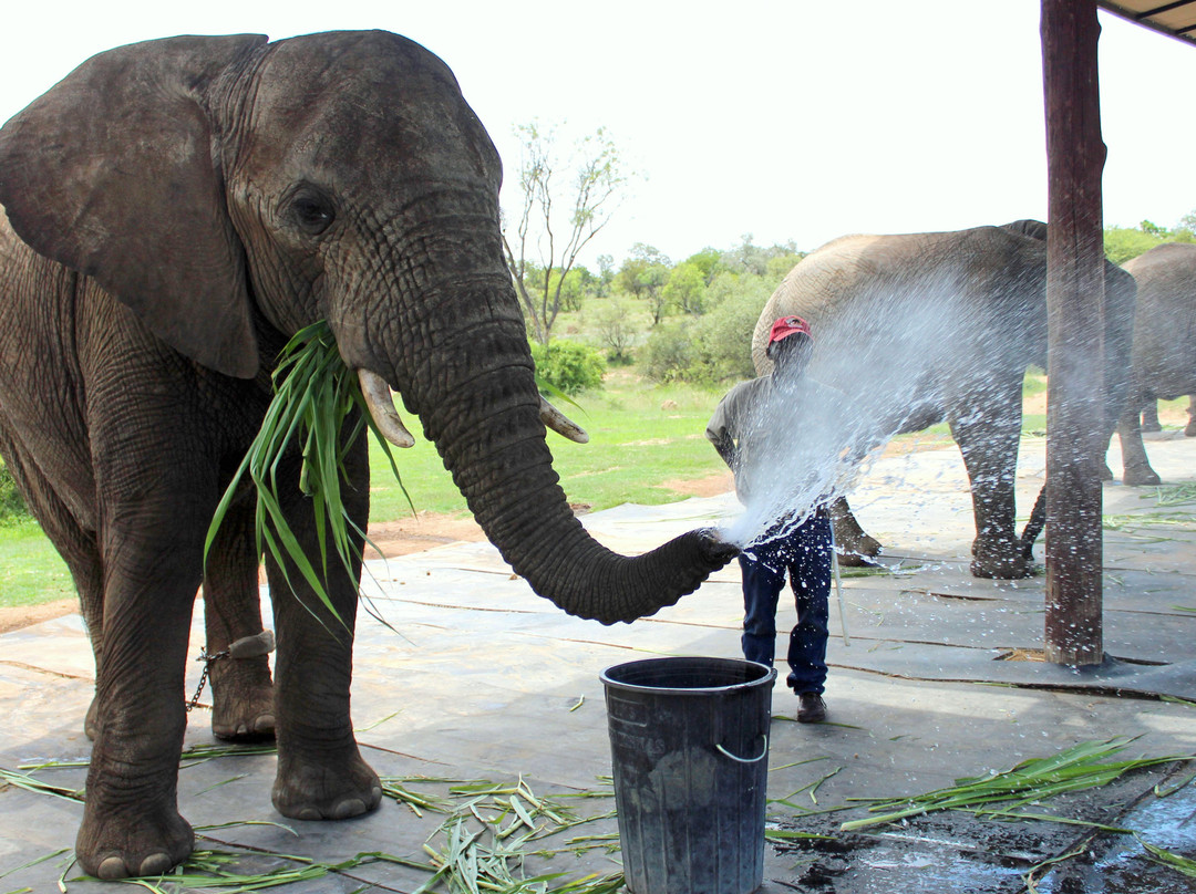 Adventures with Elephants-贝拉贝拉必去景点