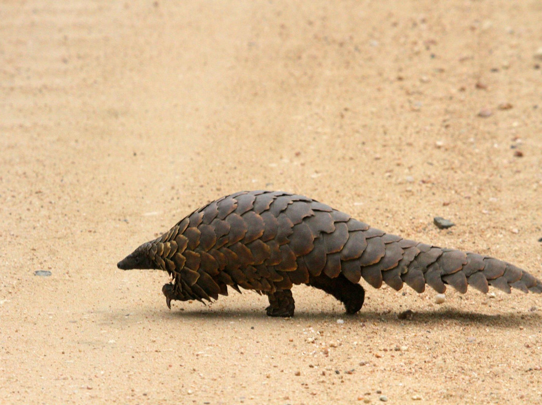 Kruger Flexi Tours - Day Tours-尼斯普鲁特必去景点