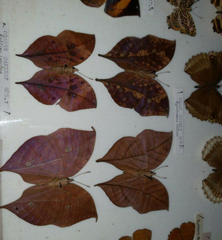 Annapurna Butterfly Museum-博卡拉必去景点