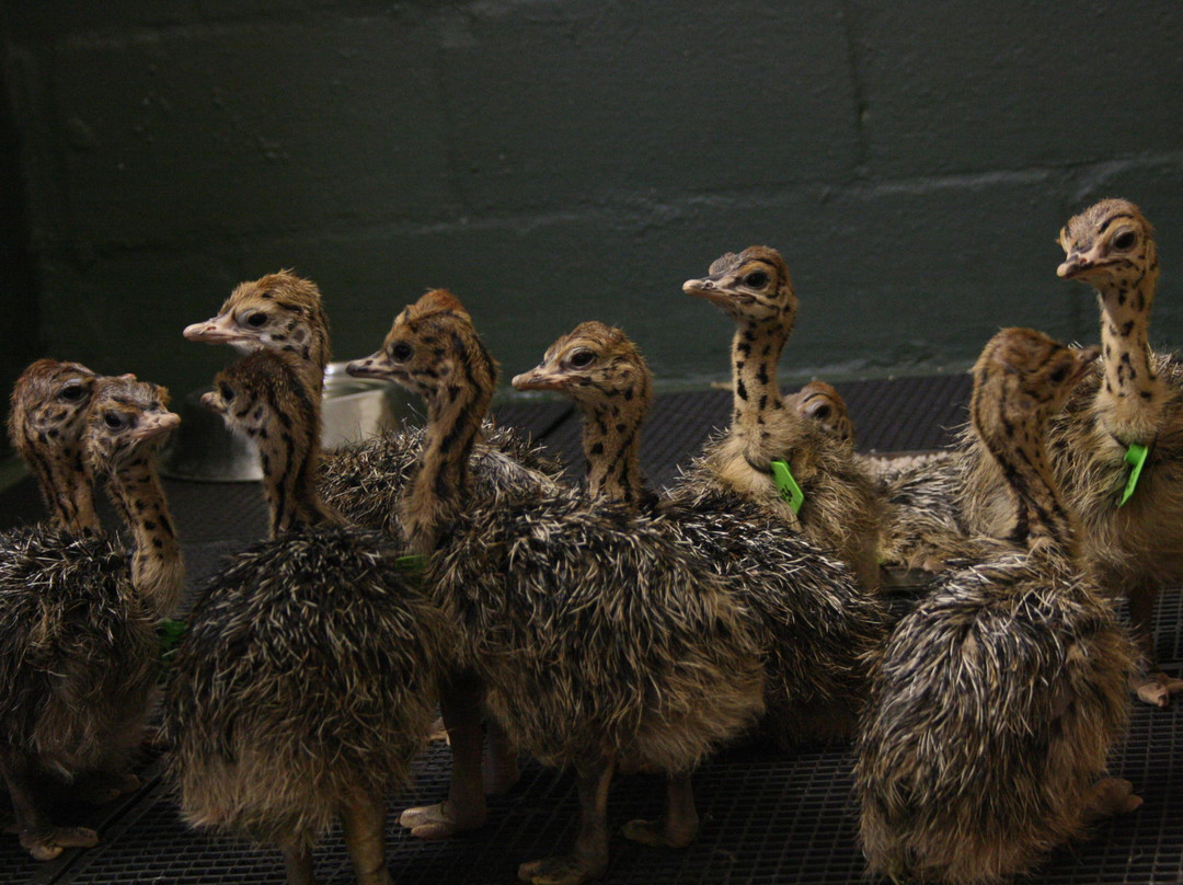 Cape Point Ostrich Farm-开普敦中心区必去景点