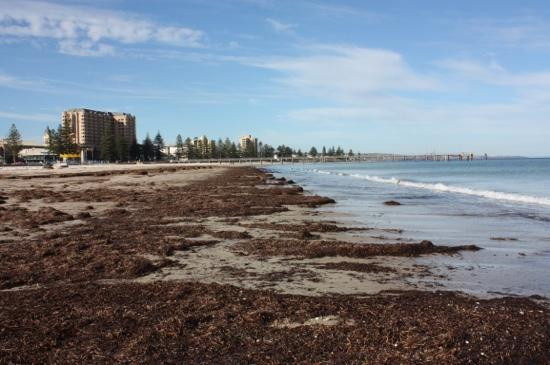 格莱内尔格有轨电车-阿德莱德必去景点