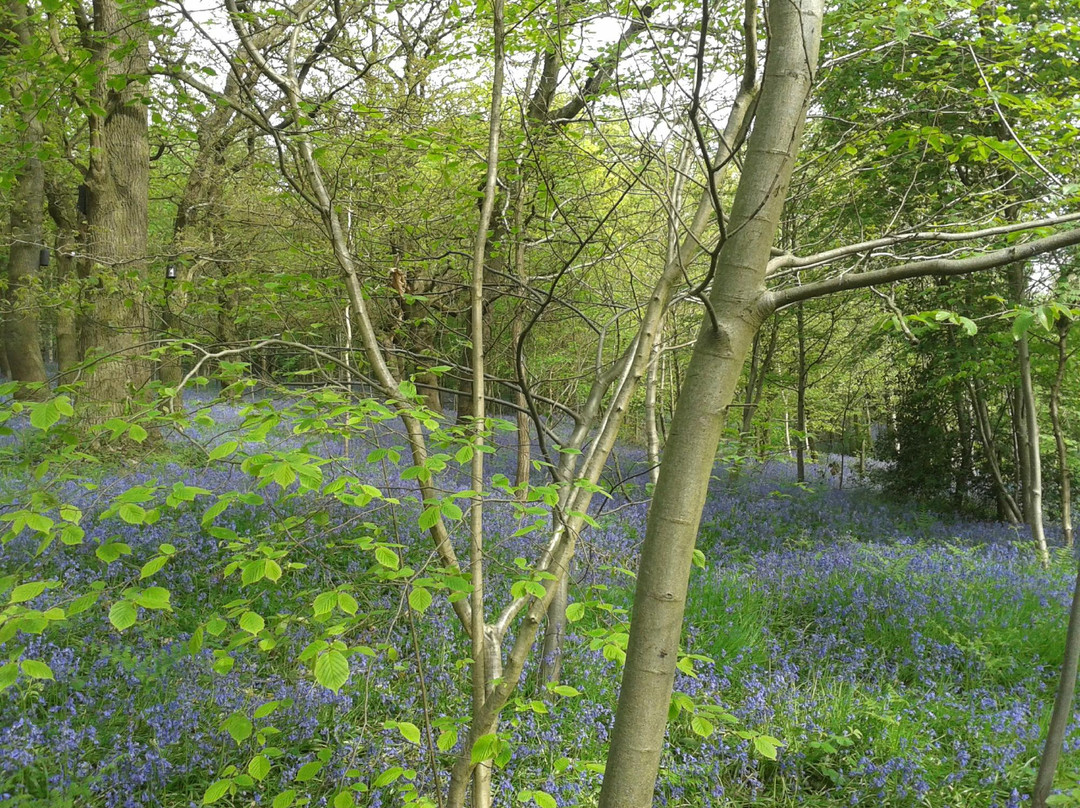 Saltwells National Nature Reserve景点图片