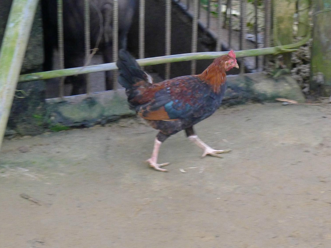 Santa Victoria Caves-Tuguegarao City必去景点